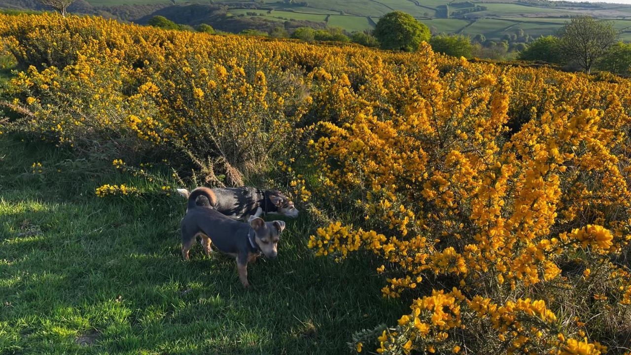 Exmoor Retreat On Two Moors Way Withypool Zewnętrze zdjęcie